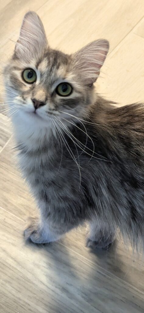 Siberian Kittens for sale in Florida