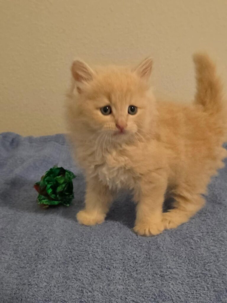 Siberian Kittens for sale in Florida