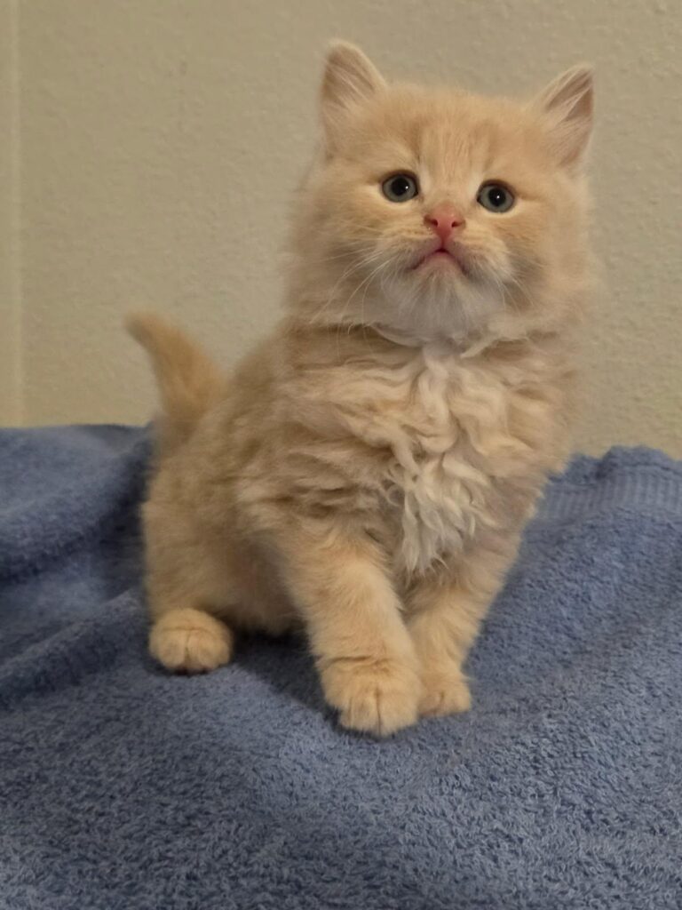 Siberian Kittens for sale in Florida