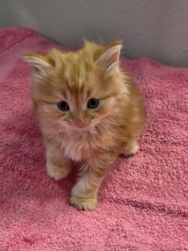 Siberian Kittens for sale in Florida
