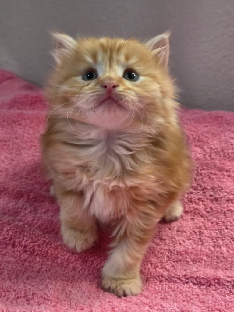 Siberian Kittens for sale in Florida