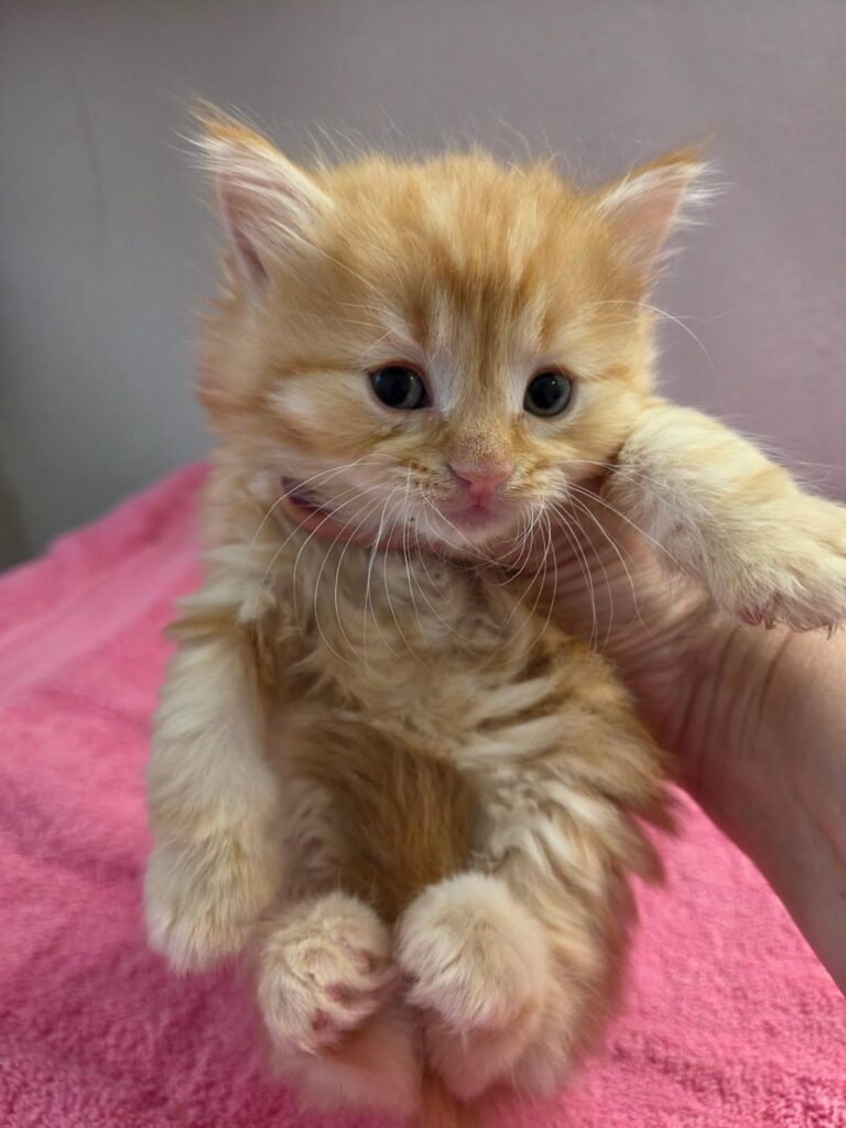 Siberian Kittens for sale in Florida
