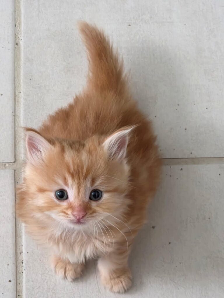 Siberian Kittens for sale in Florida