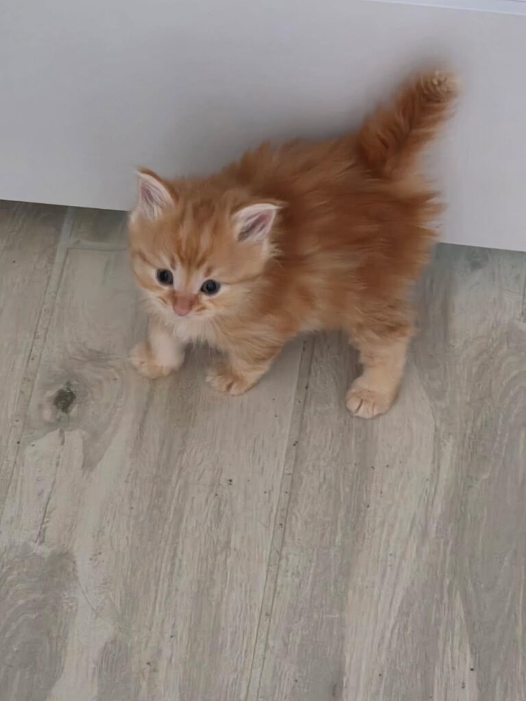 Siberian Kittens for sale in Florida