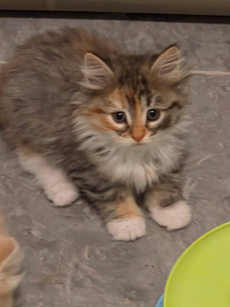 Siberian Kittens for sale in Florida
