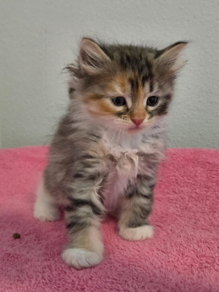 Siberian Kittens for sale in Florida