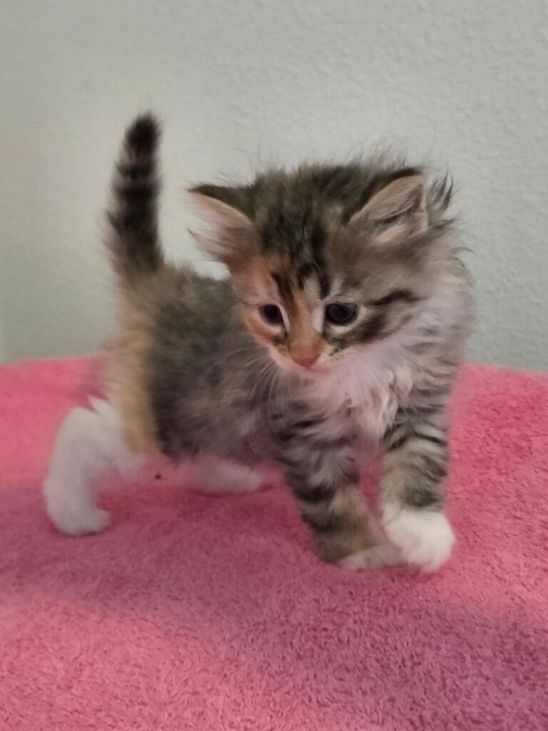 Siberian Kittens for sale in Florida