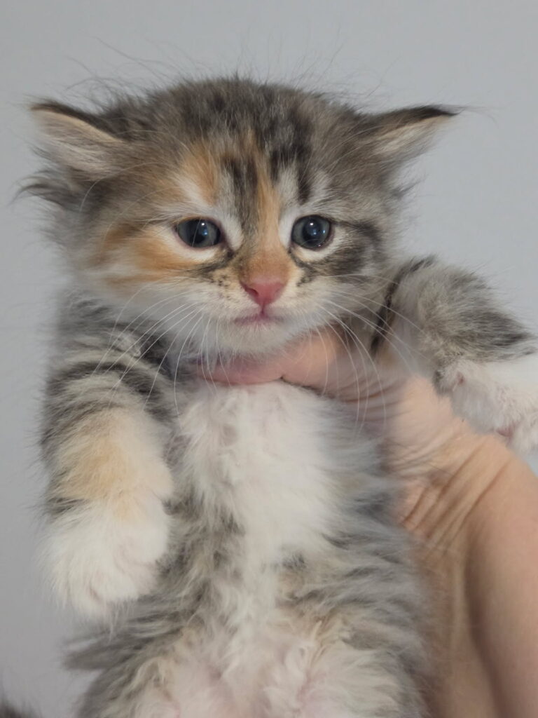 Siberian Kittens for sale in Florida