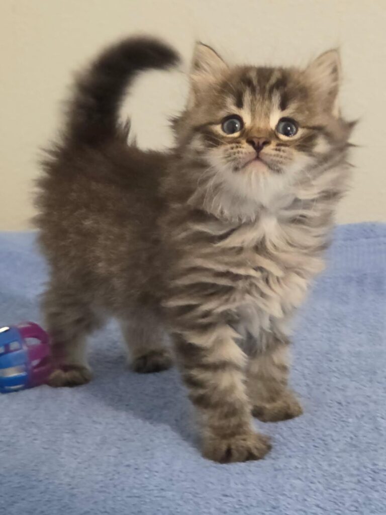 Siberian Kittens for sale in Florida