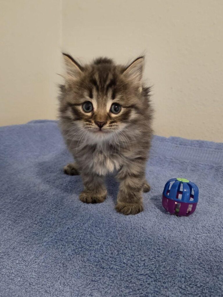 Siberian Kittens for sale in Florida