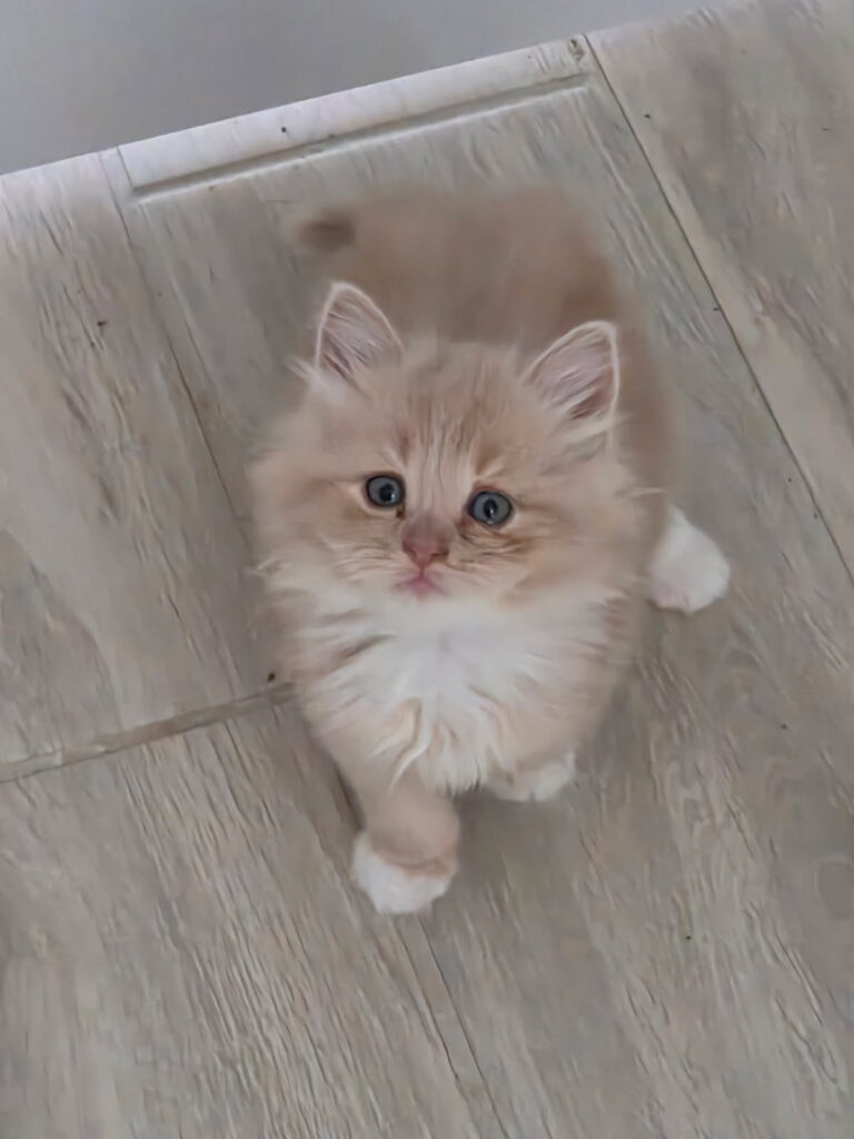 Siberian Kittens for sale in Florida