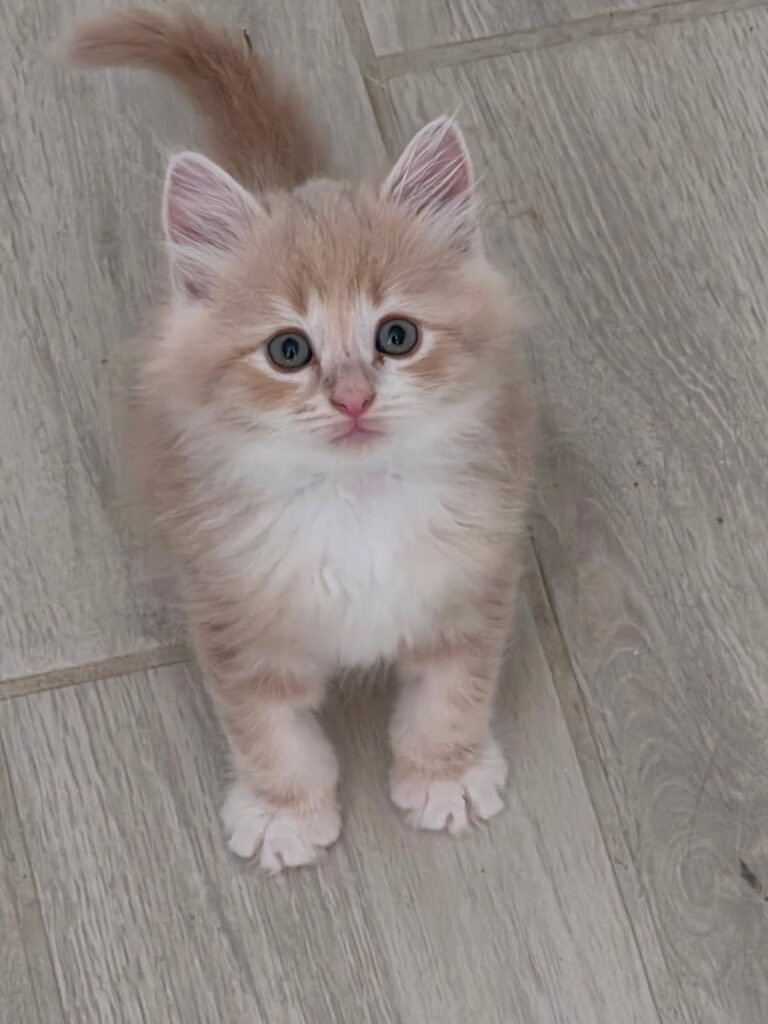 Siberian Kittens for sale in Florida