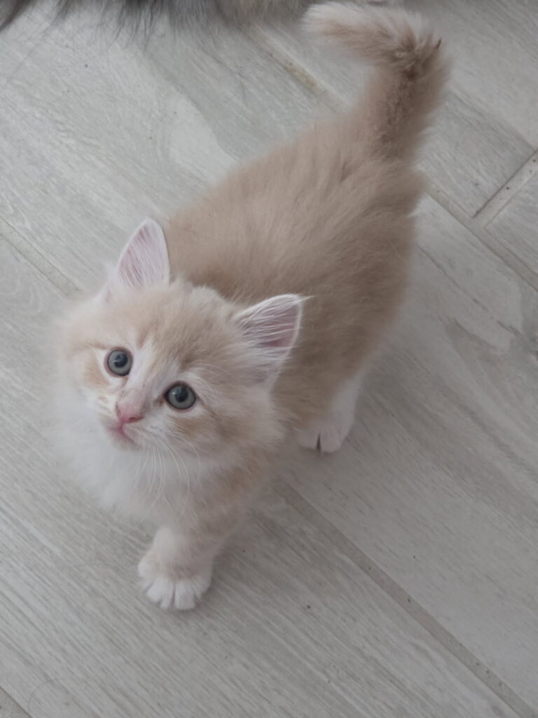 Siberian Kittens for sale in Florida